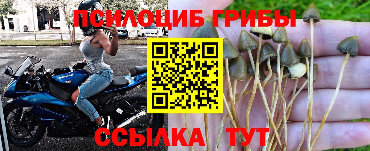 Галлюциногенные грибы Psilocybine cubensis  Вход с VPN  Зима  Псилоцибиновые грибы Cubensis 